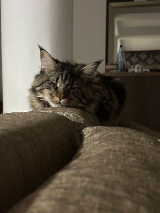 Pui Maine coon cu pedigree disponibili înainte de Craciun