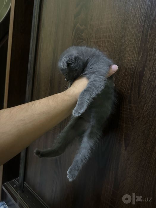 Продаётся милая серая кошечка скоттиш-фолд, приучена к лотку.