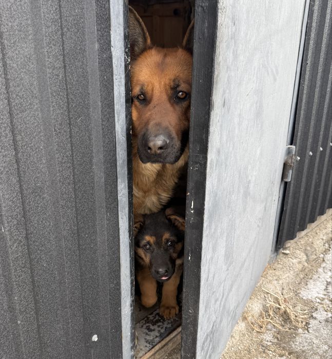 Щенки немецкой овчарки