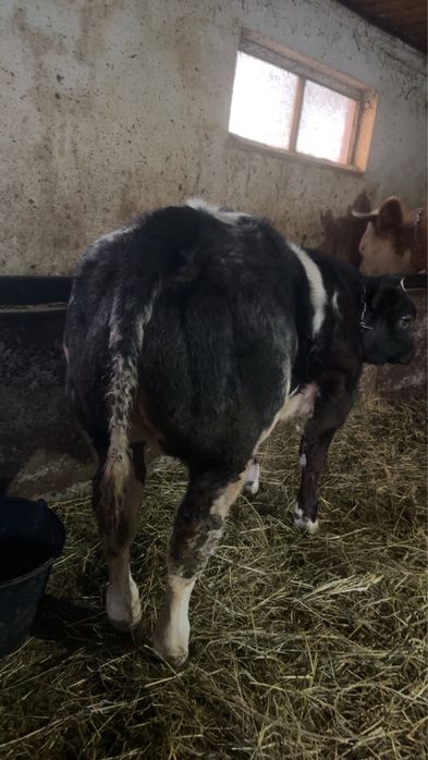 Vand vitea belgiana 75%