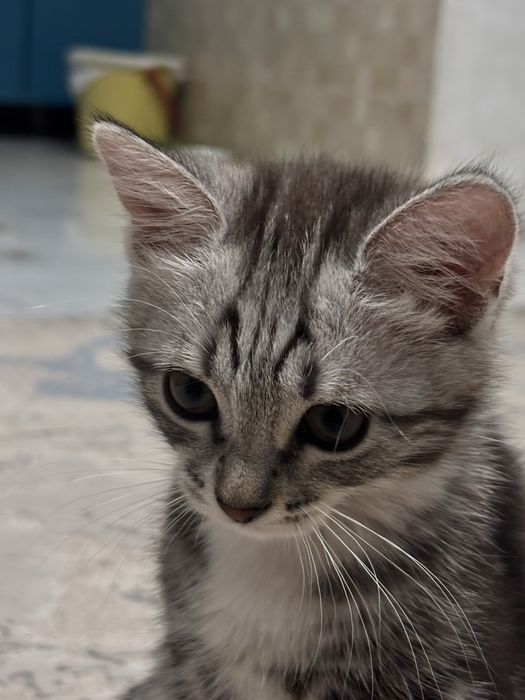 Котенок ласковый