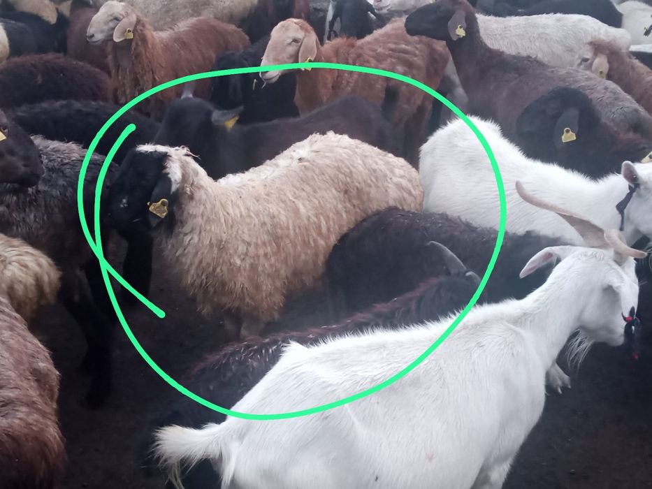 Семіз қой. 90 мың.