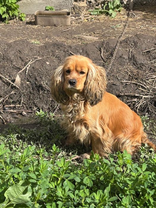 Англиский кокер спанель