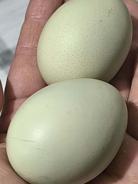 Продам инкубационное яйцо