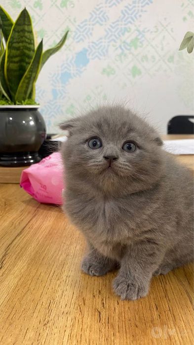 Zotli mushuk cat кошки