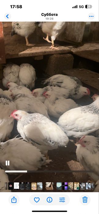 Адлерская серебристая