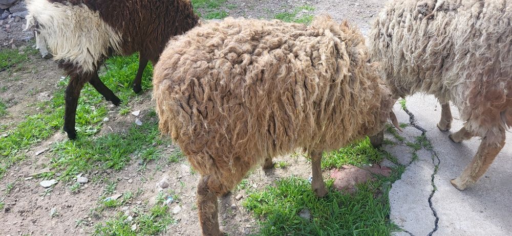 Қойлар сатам бір жарым жасар