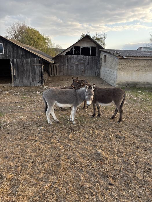 Vand famile de magari