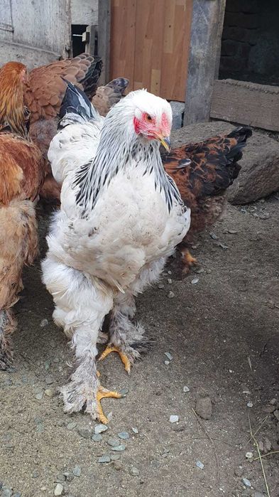 Cocoș de rasă Brahma de vanzare
