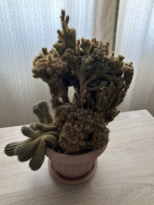 Продам домашние кактусы