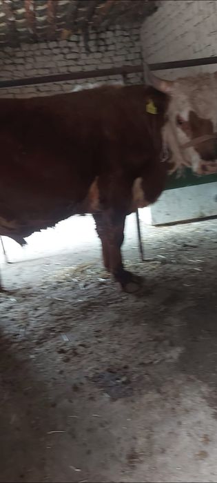 3 бас бұка сатылады