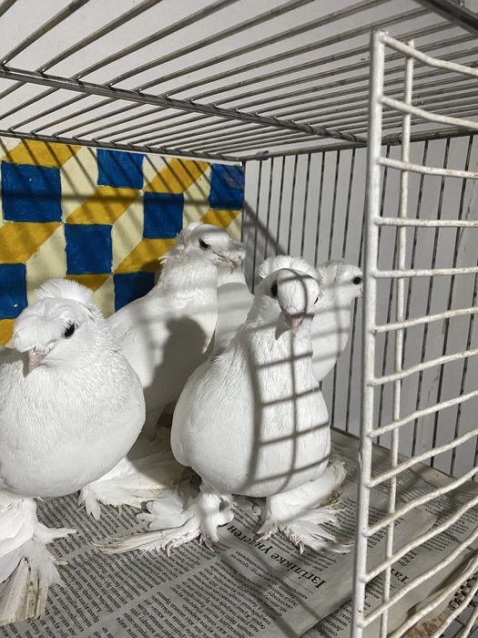 Выводы 2025г по старопородным