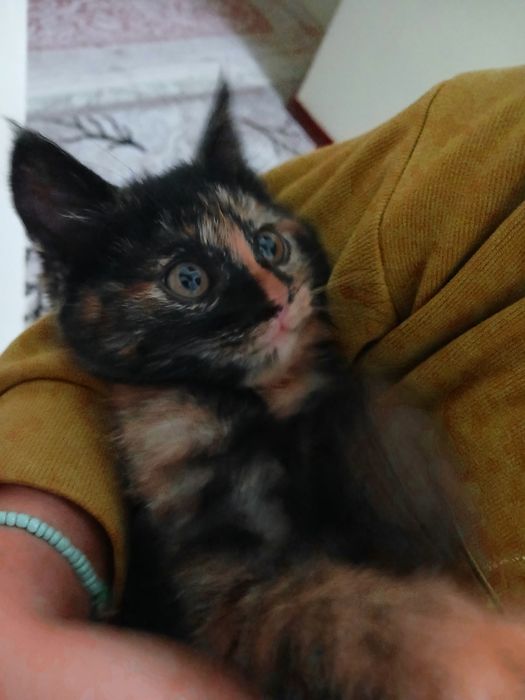 Отдадим котенка в хорошие руки