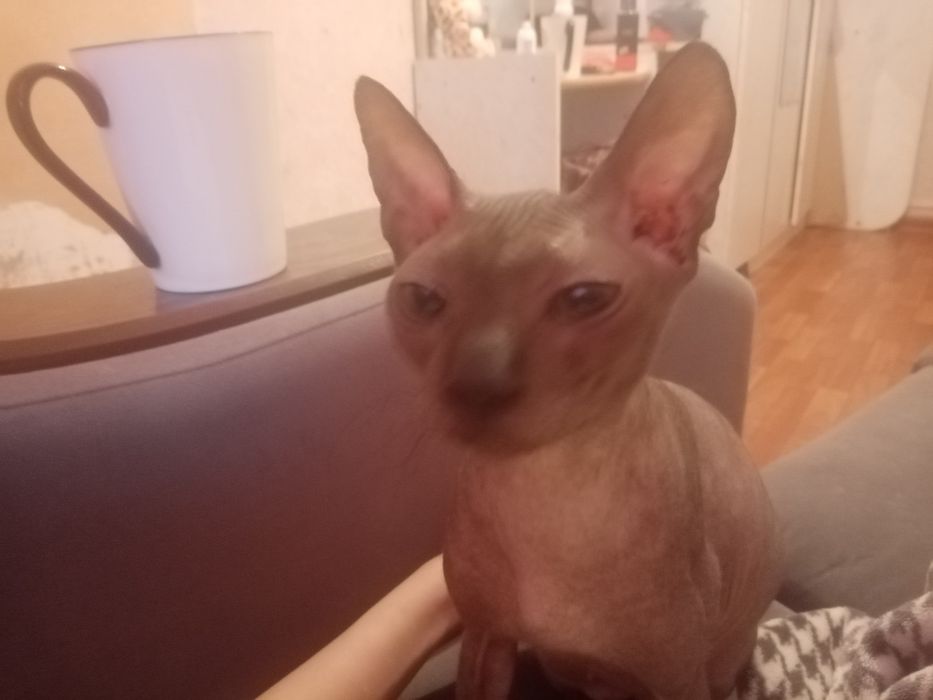 Продам лысую кошку