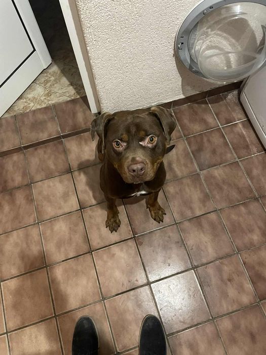 Подарявам Питбул