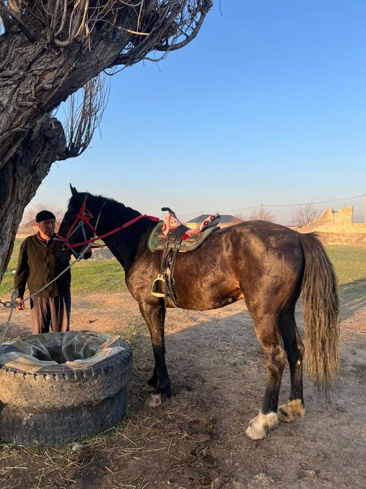 Айгыр сатылады 5 жаста бойы 165