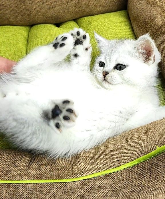 Британские шиншиллы серебро