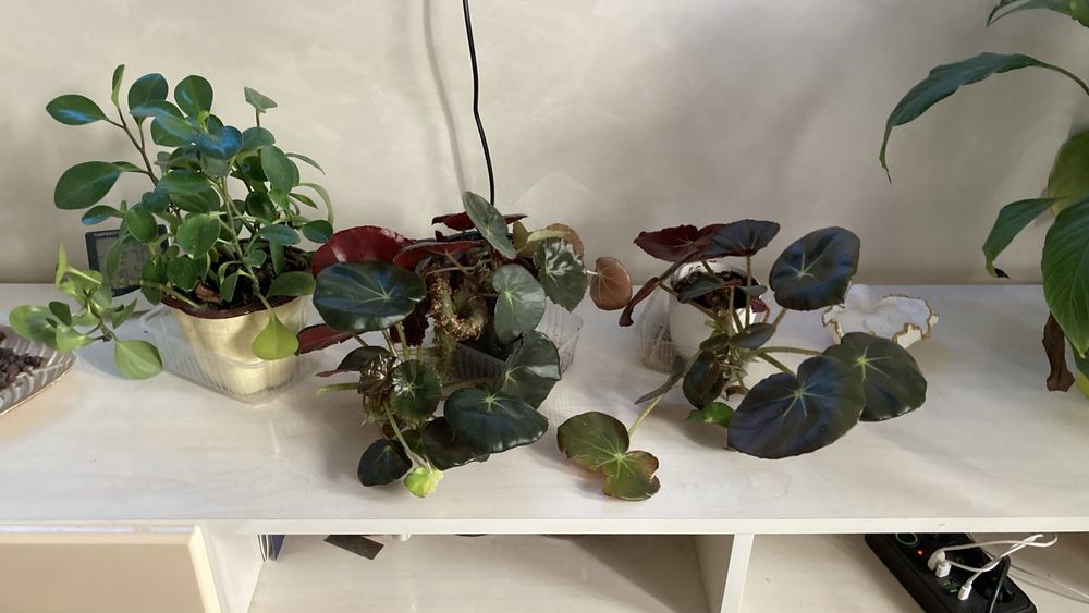 Цветы в школу!распродажа!!