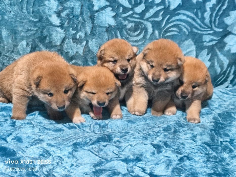 Продам щенков сиба ину