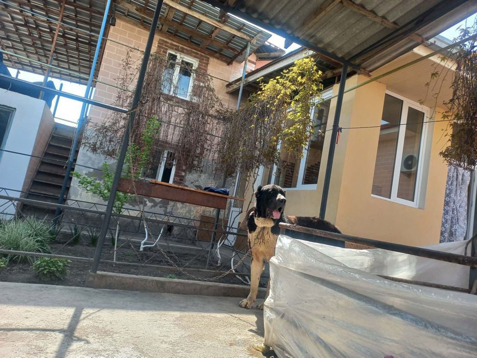 Предлогаеться Алабай кобель на вязку 100$ старый Сергели