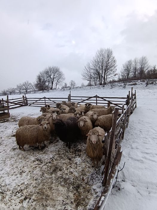 Vand 10 oi la alegre