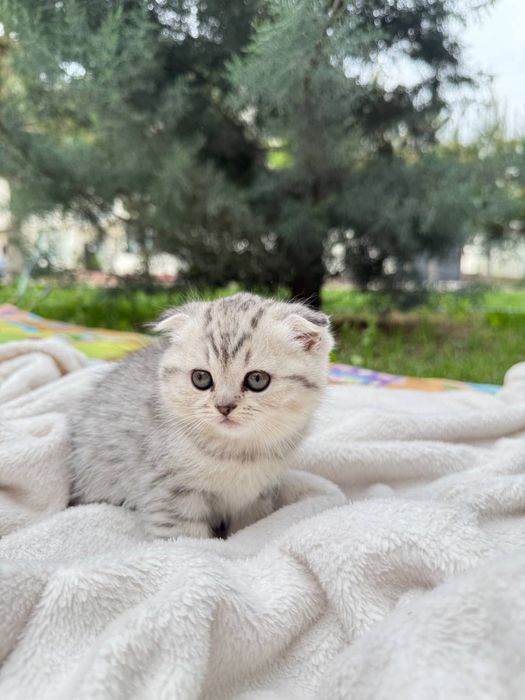 Приглашаем кошек на вязку