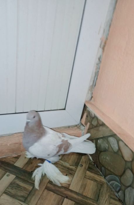 Пара сиренывый кептер голуб