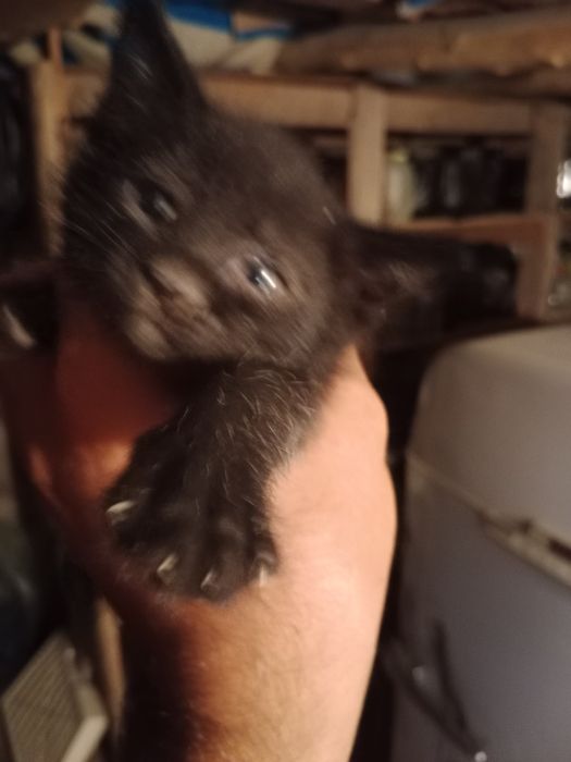 Котята отдам даром