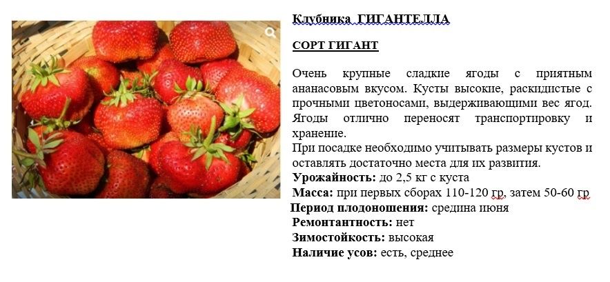 Продам рассаду клубники