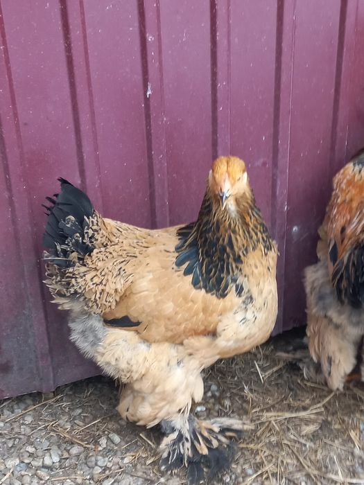 Vând Brahma Columbia