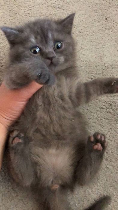 Scottish fold Scottish straight