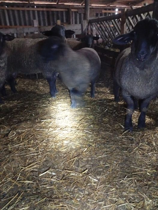 Vând berbecuți sufolk