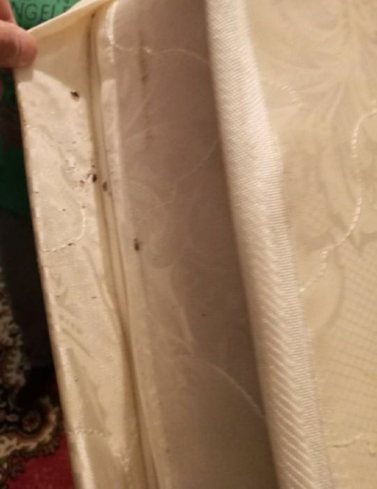 Dezinfeksiya Klapa va tarakan hidsiz