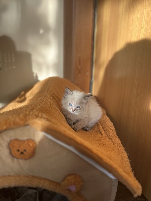 Котенок девочка 1,5 месяца