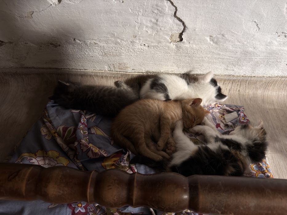 Котята в добрые руки