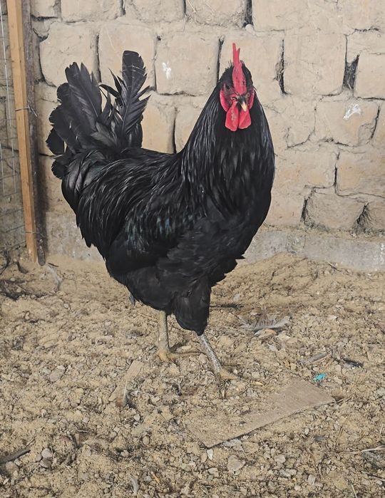 Джерсий Гигант қораздары сатылады