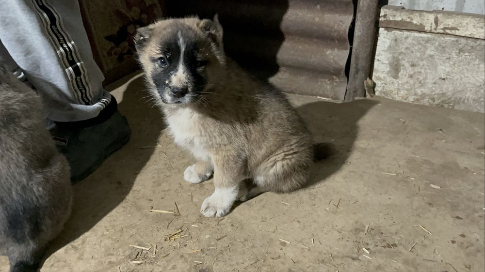 Продам  щенков Сао