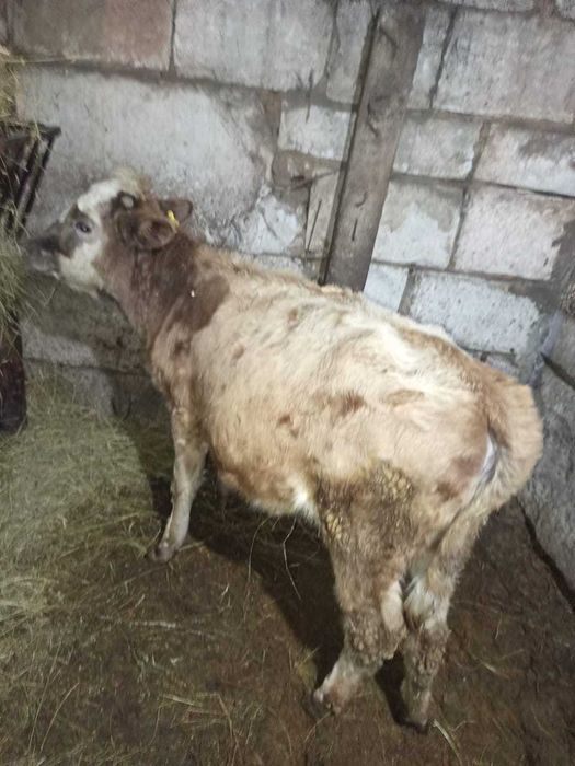 Продам тёлочку срочно