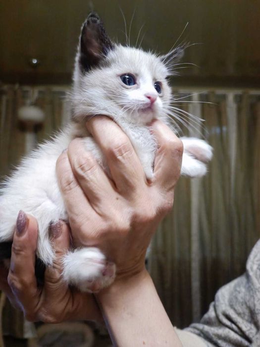 Котята, миленькие