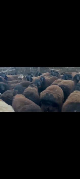 Qochqorlar bor naxtga