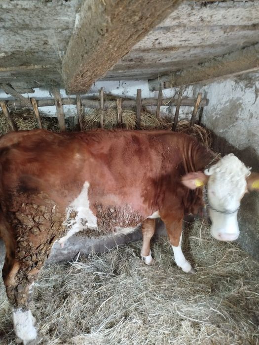 Vaca balțata de 3 ani