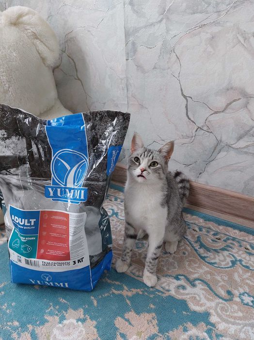 Стерилизованная кошечка