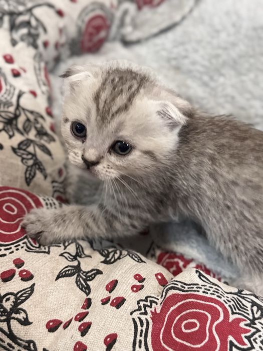 продаю породистых котят