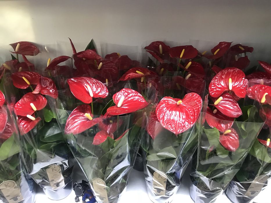 Комнатные цветы