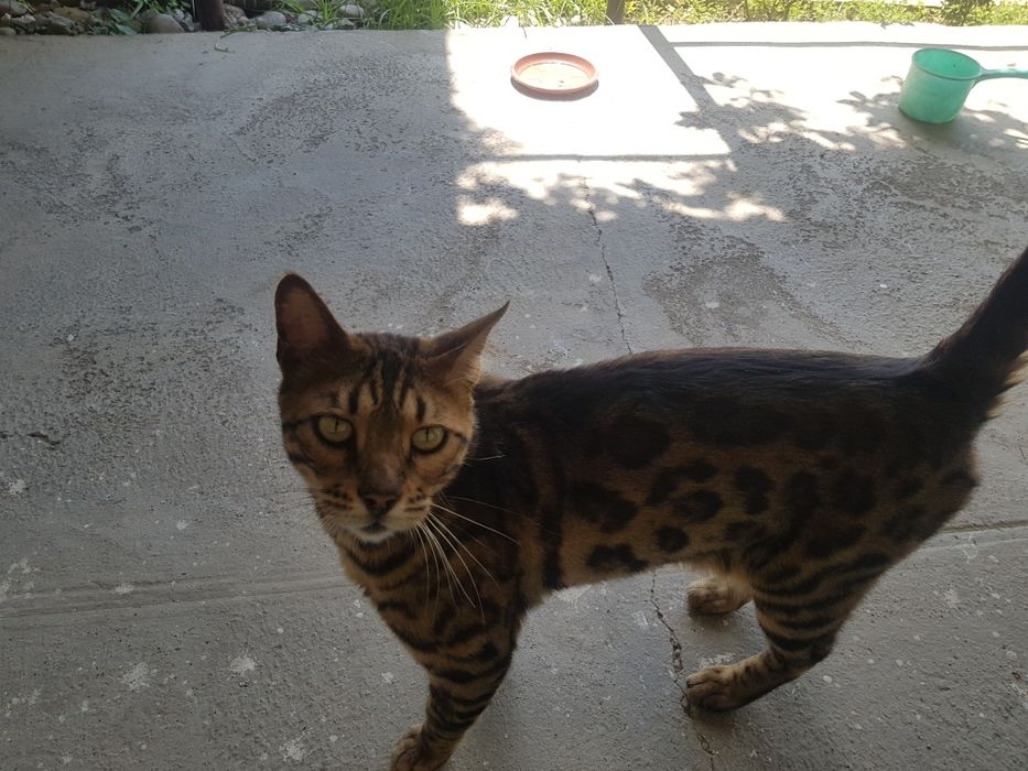 Bengal toza erkak 1yarm yow