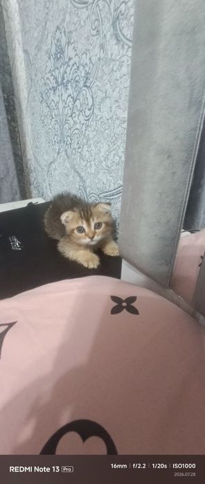 продается котята