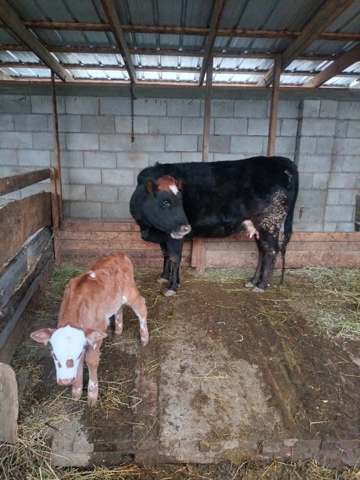 Корова с телёнком