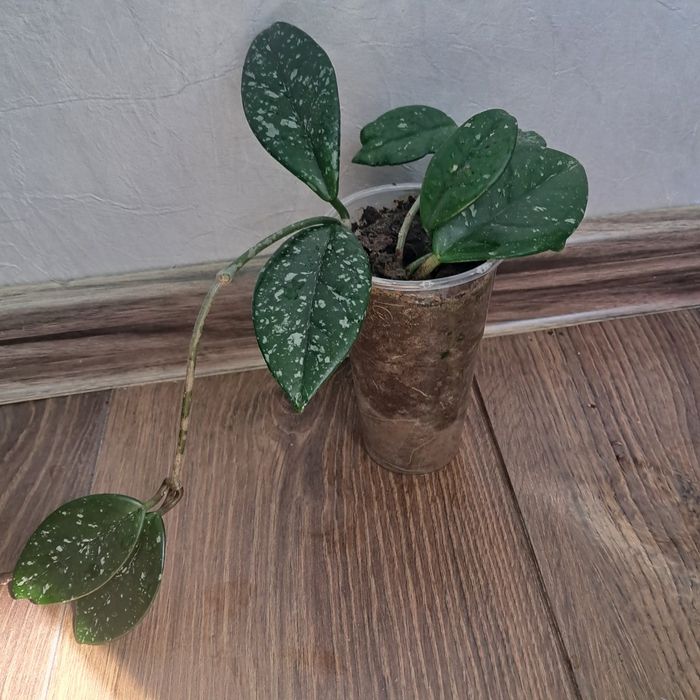 Стайни цветя ходя и алое