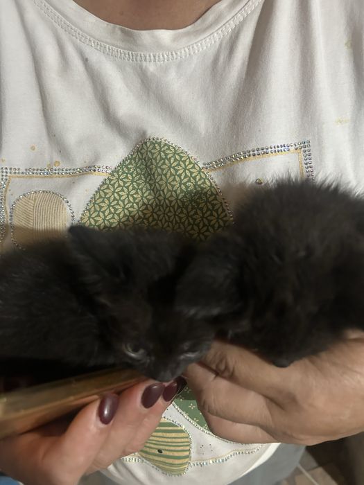 Отдам котят срочно