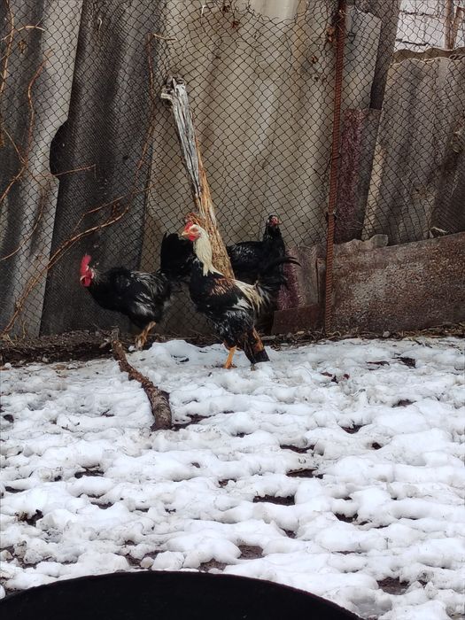 Bohorgi Jojalar narhi 100.000